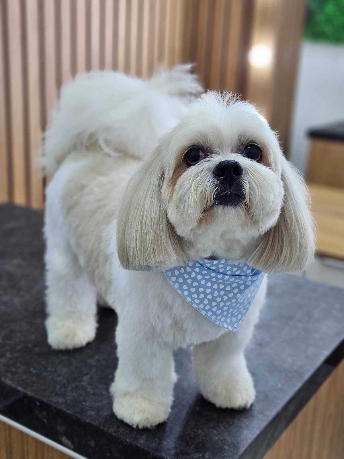 Snow, mascote da A Mente do Snow — Maltês branco com bandana azul